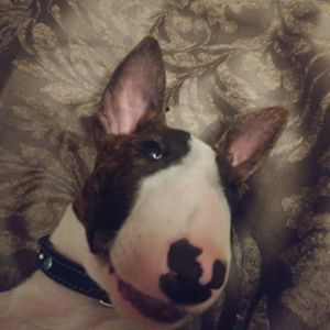 Meet your Posher, Jessee